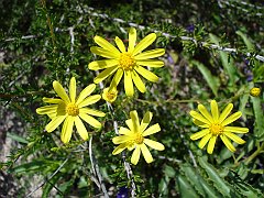 senecio californicus